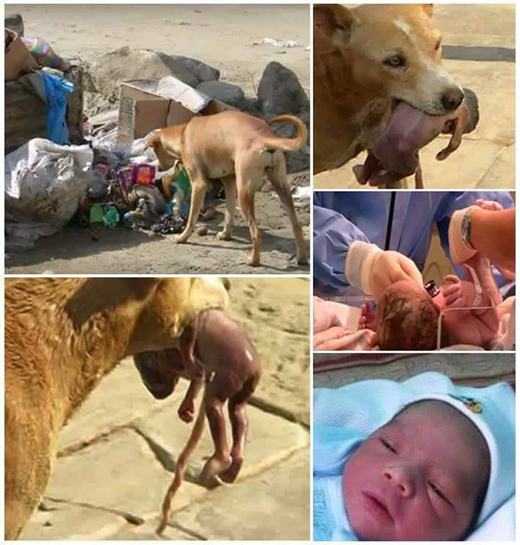 street dog- sa...